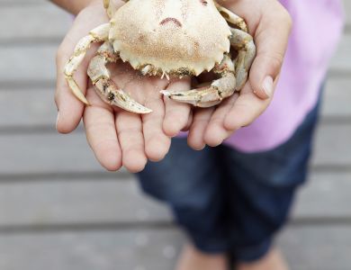 Kind mit Krabbe beim Seetierfang