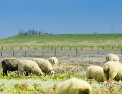 Schafe auf einer Hallig im Wattenmeer