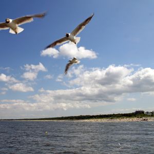 Ostsee bei Ahlbeck mit Möwen