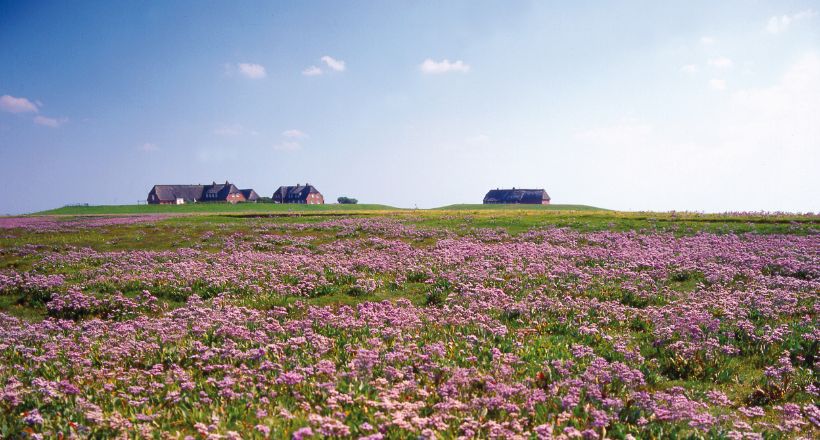 Halligfliederblüte auf Hallig Gröde