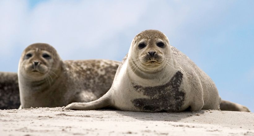 Seehunde auf einer Sandbank in der Nordsee.