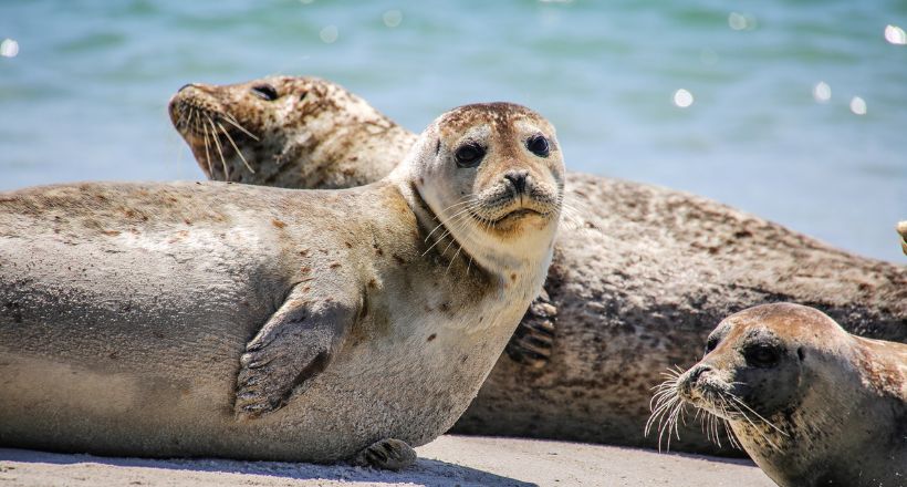 Seehunde auf einer Nordsee-Sandbank
