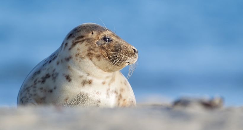 Kegelrobbe auf einer Sandbank