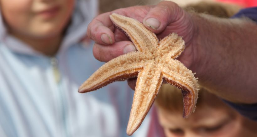Seesternfund auf einer Seetierfangfahrt mit Adler-Schiffe