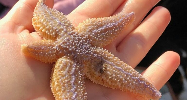 Seestern bei einem Schiffsausflug mit Adler-Schiffe