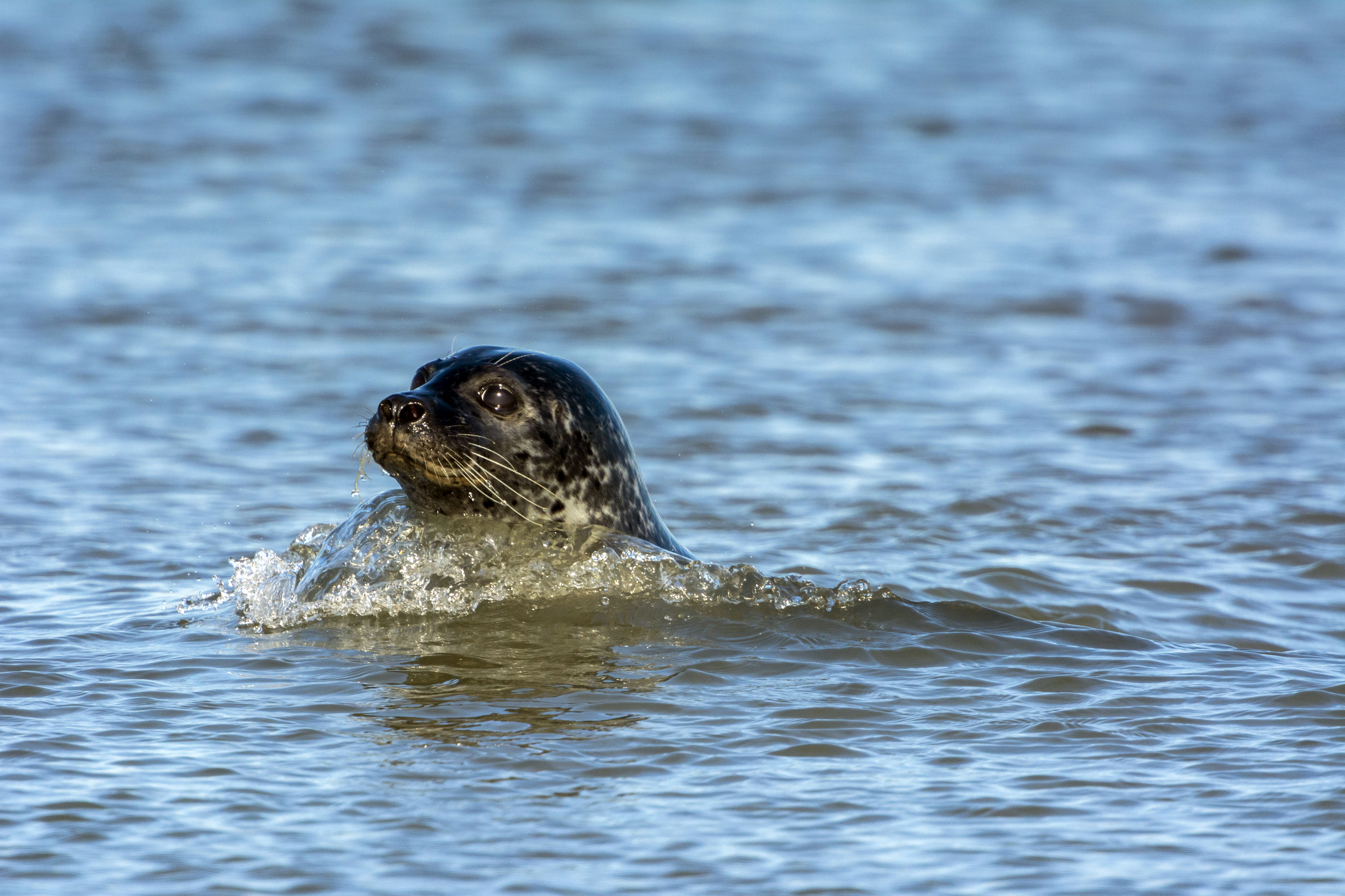 Seehund Schwimmen