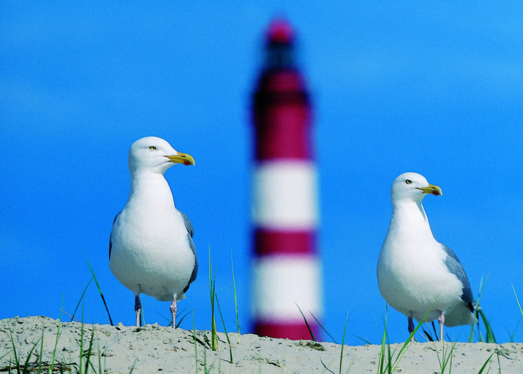 Möwen vor einem Leuchtturm auf Amrum