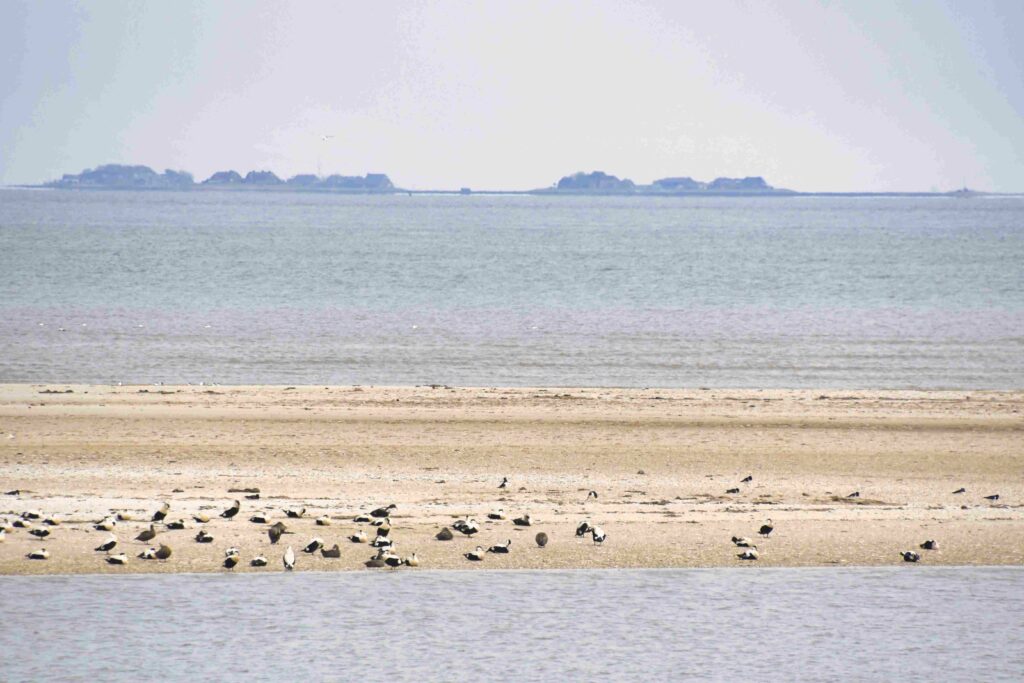 Seehunde auf einer Sandbank im Wattenmeer mit Blick auf eine Hallig
