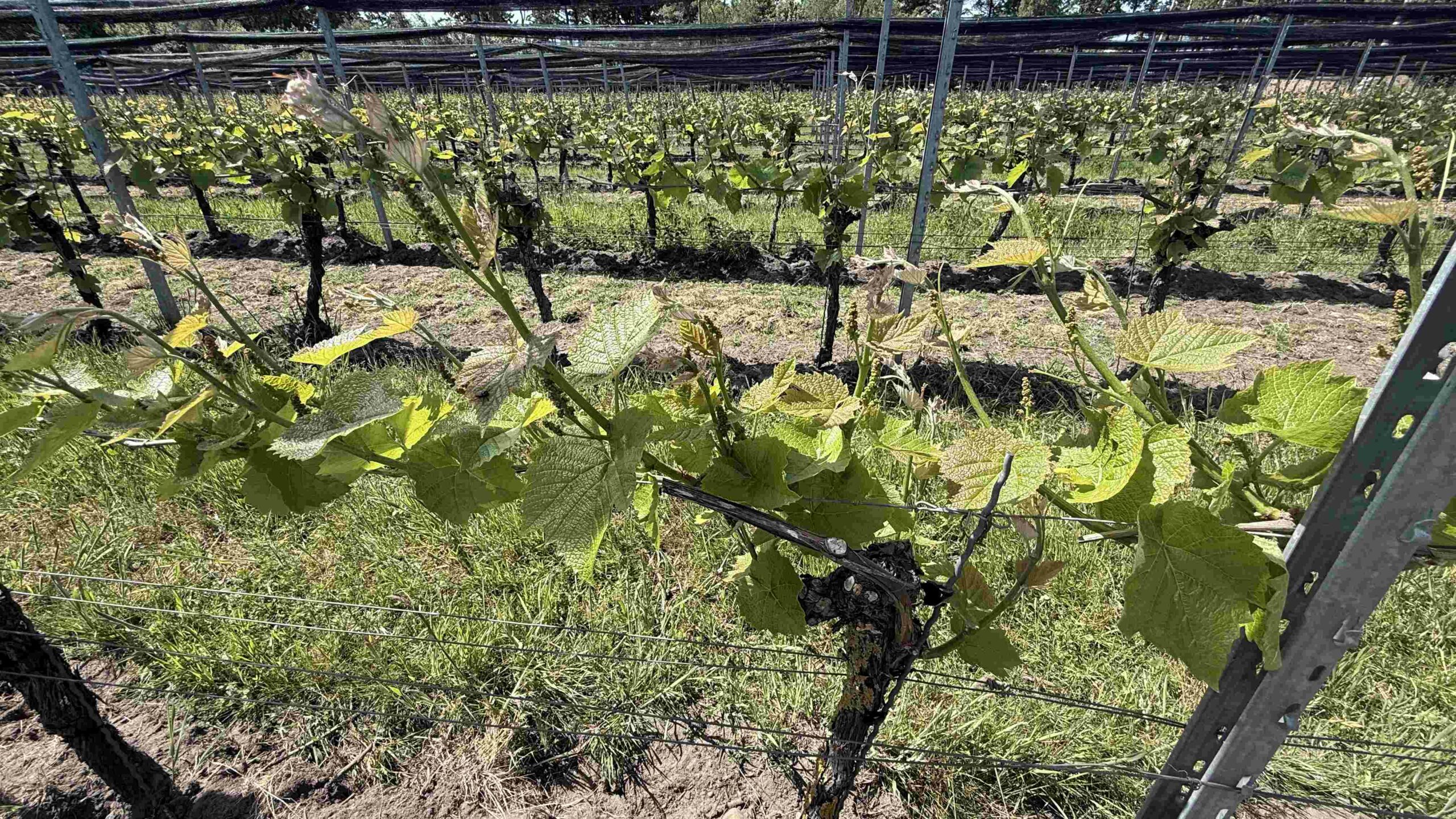 Weinreben im Weingut Waalem auf Föhr