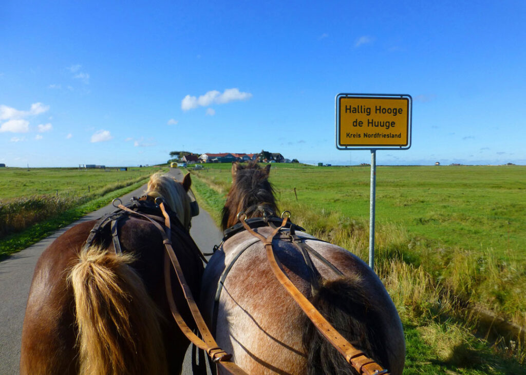 Pferdekutsche auf der Hallig Hooge