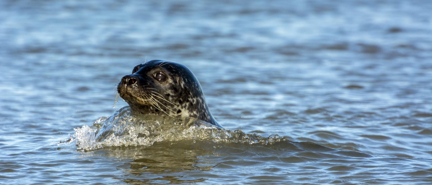 Seehund Schwimmen