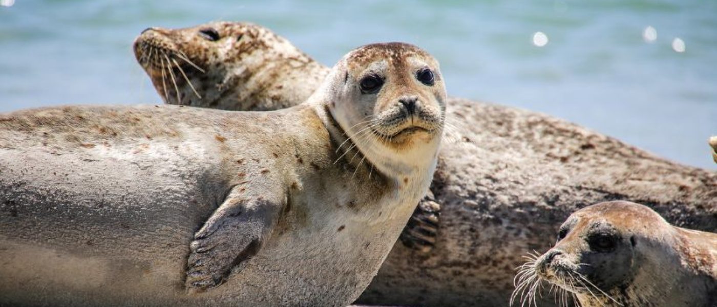 Seehunde auf einer Sandbank in der Nordsee